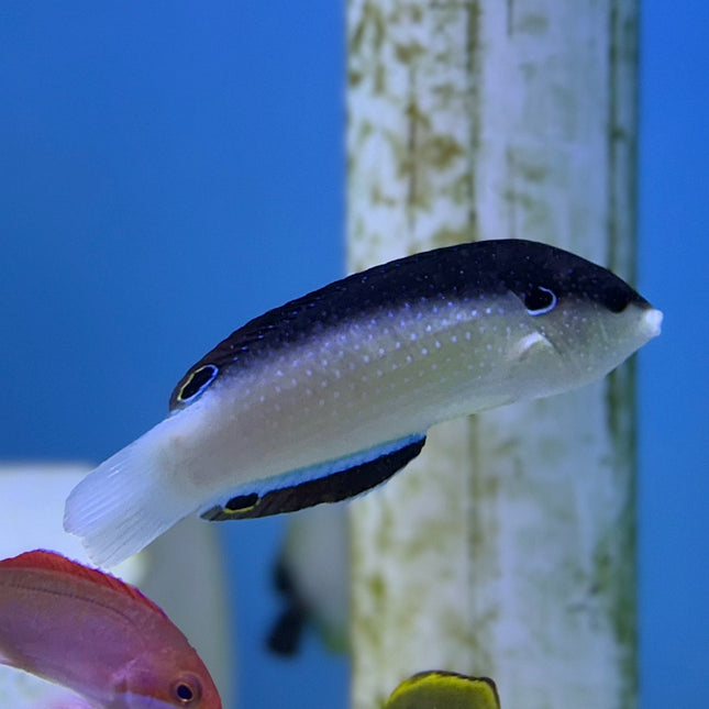 Black-Backed Wrasse (Australia)
