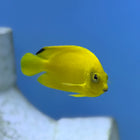 Black Fin Heraldi Angel (Australia)