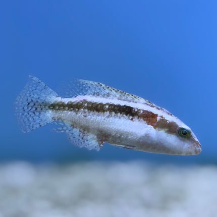 Two Spot Wrasse (Australia)