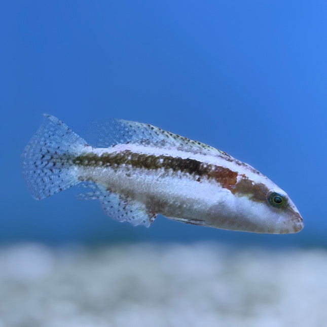 Two Spot Wrasse (Australia)