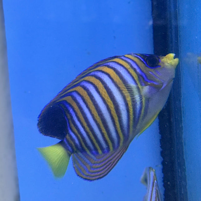Regal Angel (Australia)