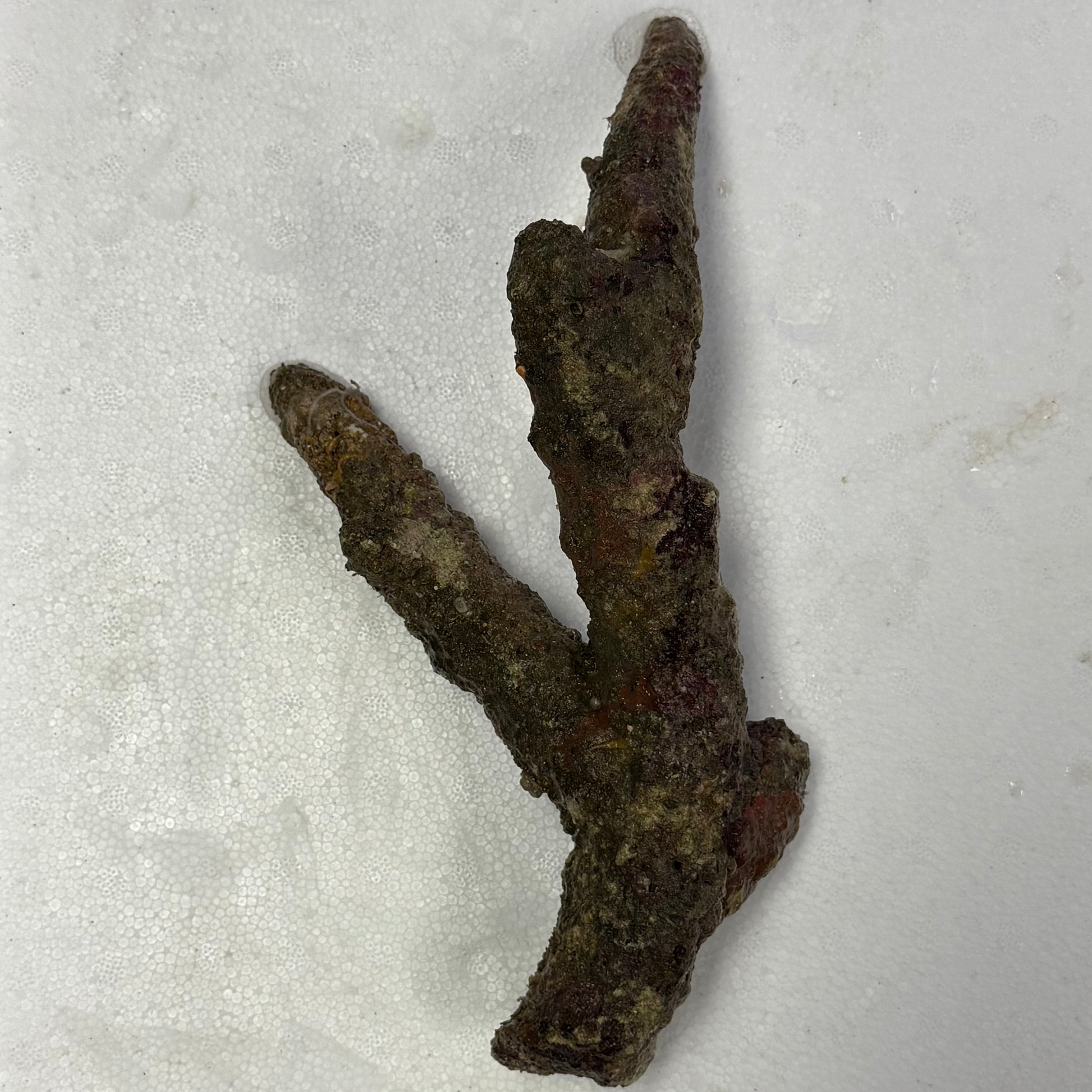 Thin Branching Live Aquarium Rock