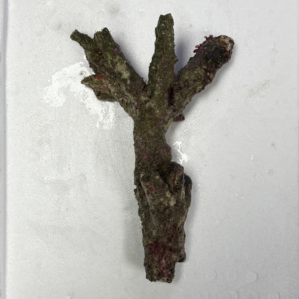 Thin Branching Live Aquarium Rock