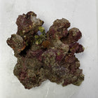 Coral Sea Live Aquarium Rock