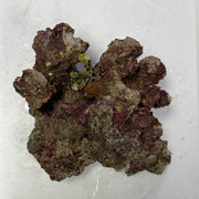 Coral Sea Live Aquarium Rock
