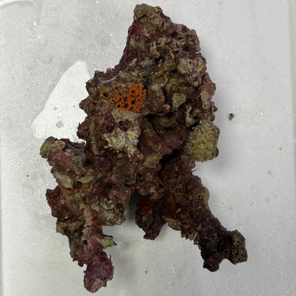 Coral Sea Live Aquarium Rock