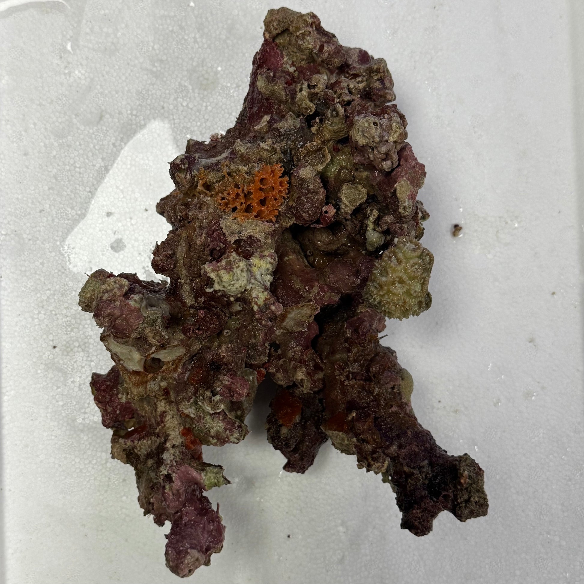 Coral Sea Live Aquarium Rock