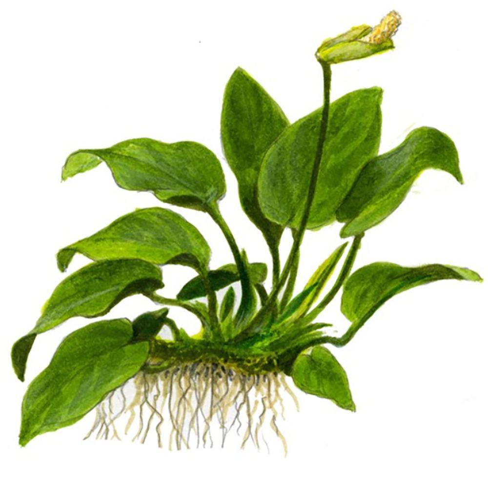 Illustration of Tropica Anubias barteri nana 1-2-Grow! Aquarium Plant