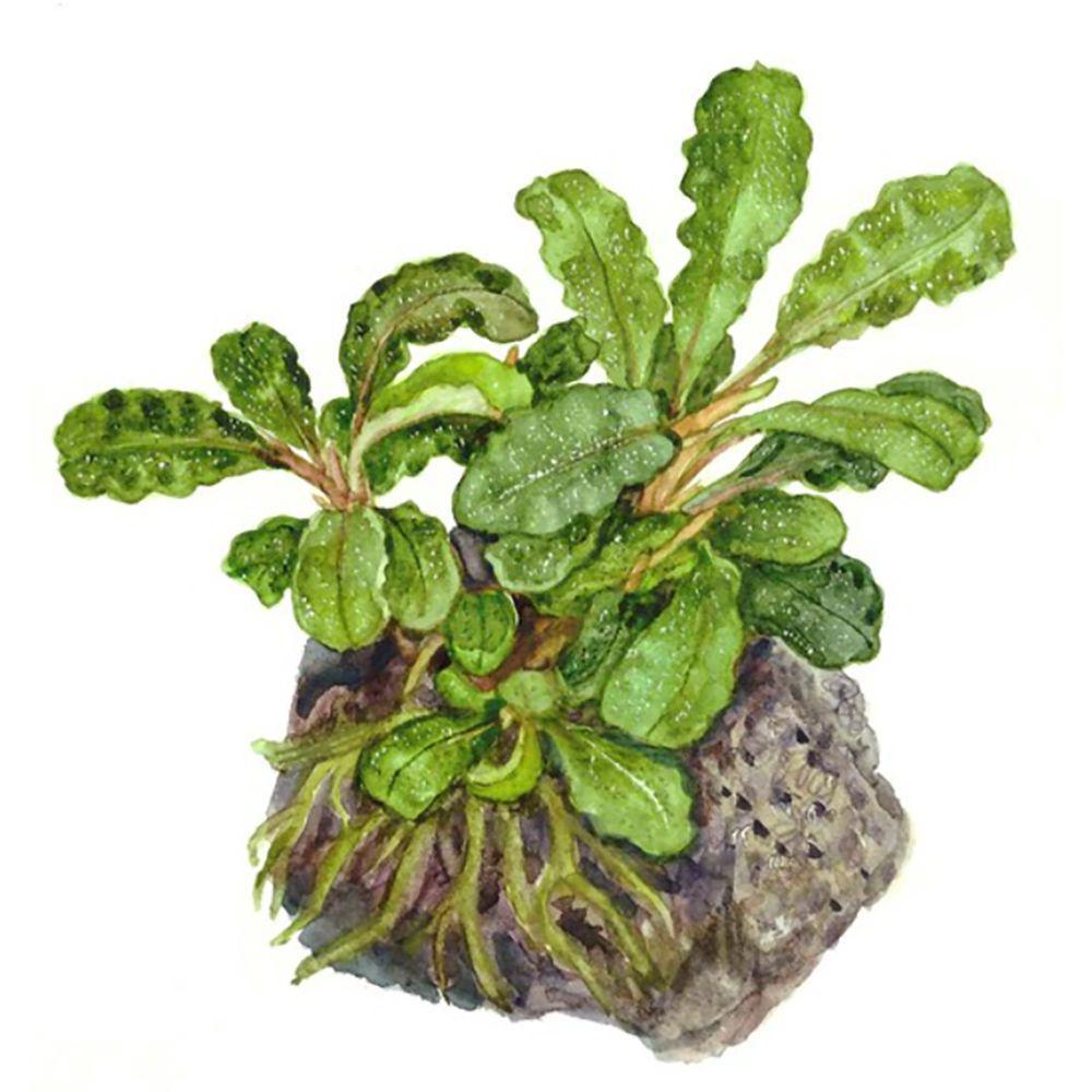 Illustration of Tropica Bucephalandra pygmaea 1-2-Grow! Aquarium Plant
