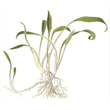 Illustration of Tropica Cryptocoryne parva 1-2-Grow! Aquarium Plant