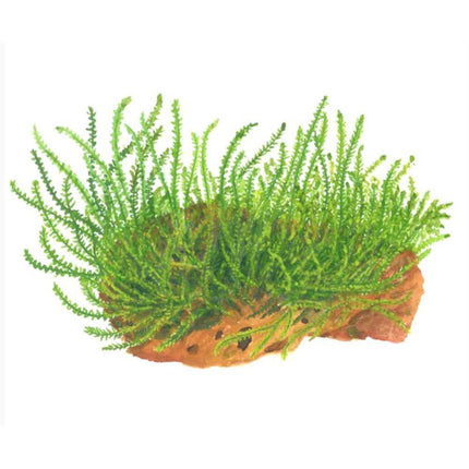 Illustration of Tropica Leptodictyum riparium 1-2-Grow! Aquarium Plant