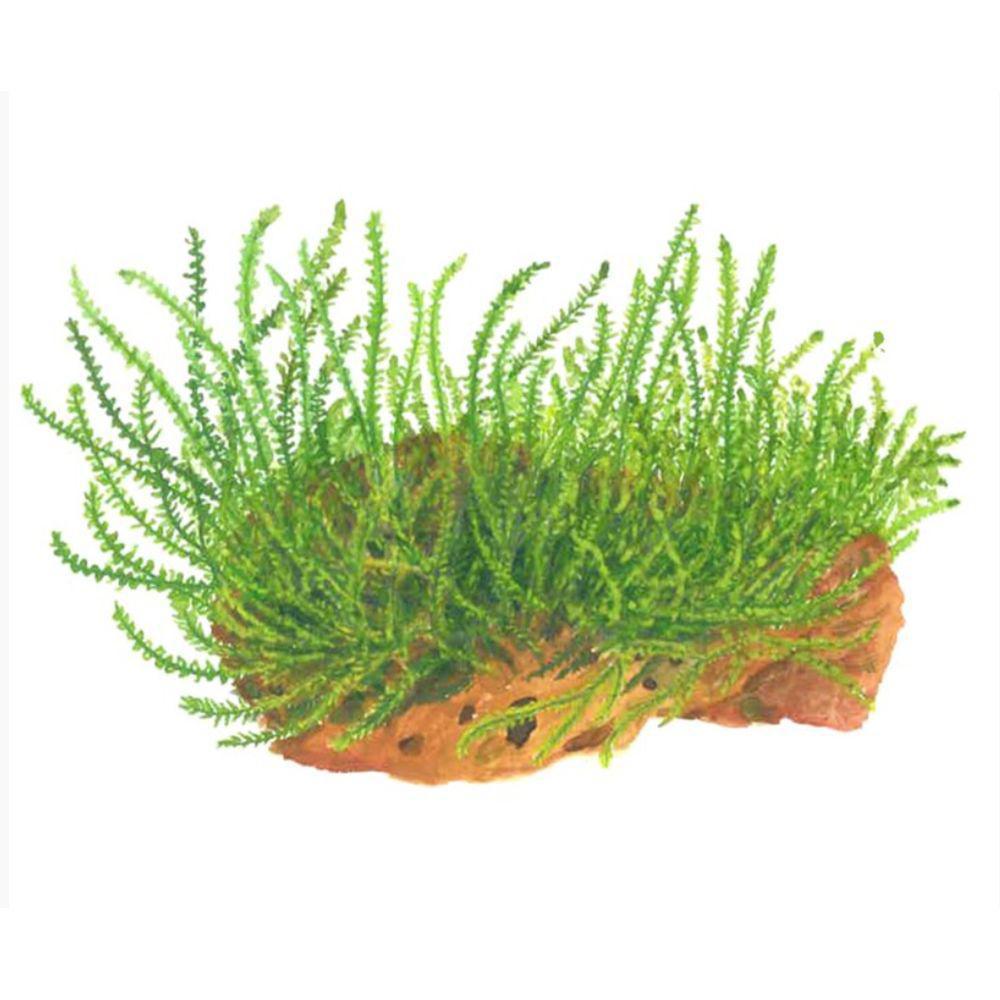 Illustration of Tropica Leptodictyum riparium 1-2-Grow! Aquarium Plant
