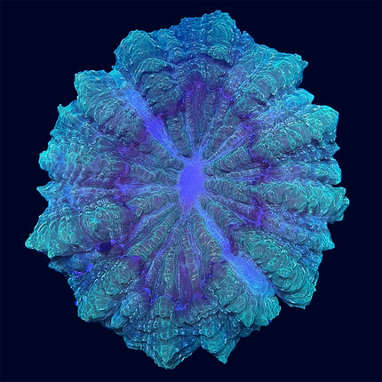 Indophyllia - Green Multicolor - B32