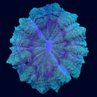 Indophyllia - Green Multicolor - B32