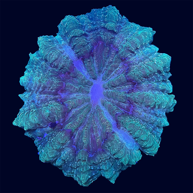 Indophyllia - Green Multicolor - B32