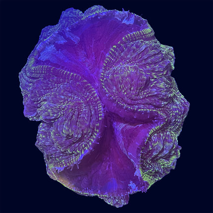 Indophyllia - Multicolor - B34