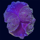 Indophyllia - Multicolor - B34