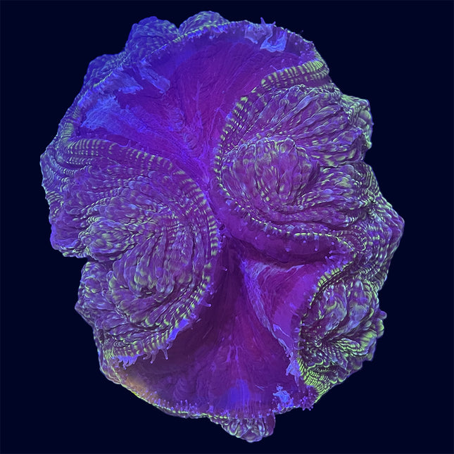 Indophyllia - Multicolor - B34