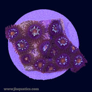 Pinwheel Zoa - K4