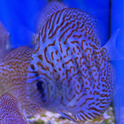 King Viper Discus