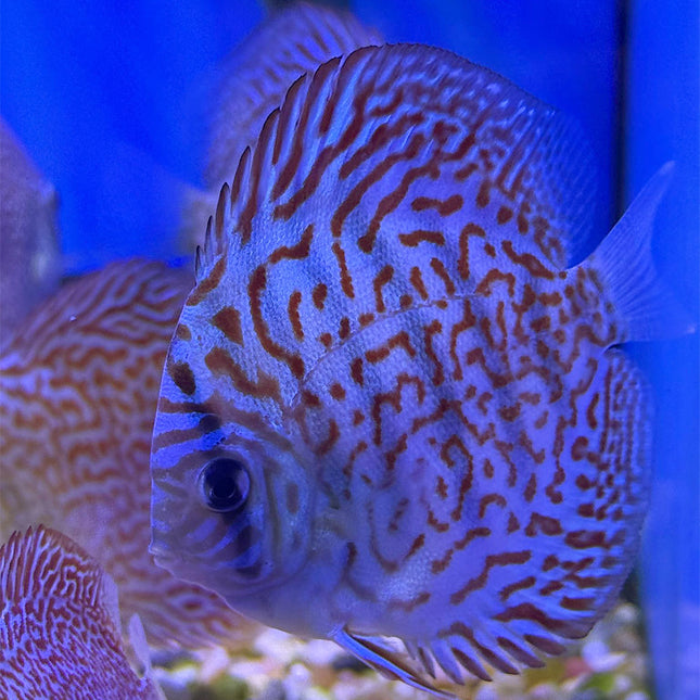King Viper Discus