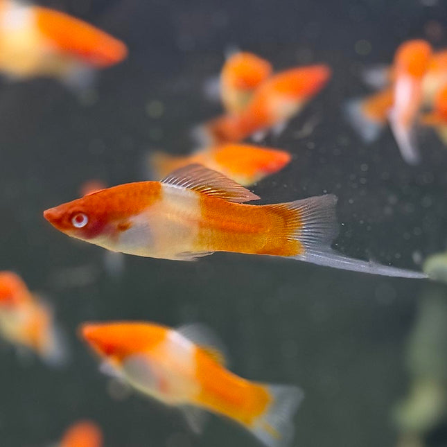 Kohaku Lyretail Swordtail