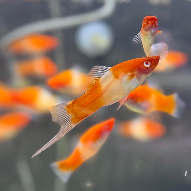 Kohaku Lyretail Swordtail