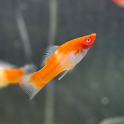 Kohaku Lyretail Swordtail