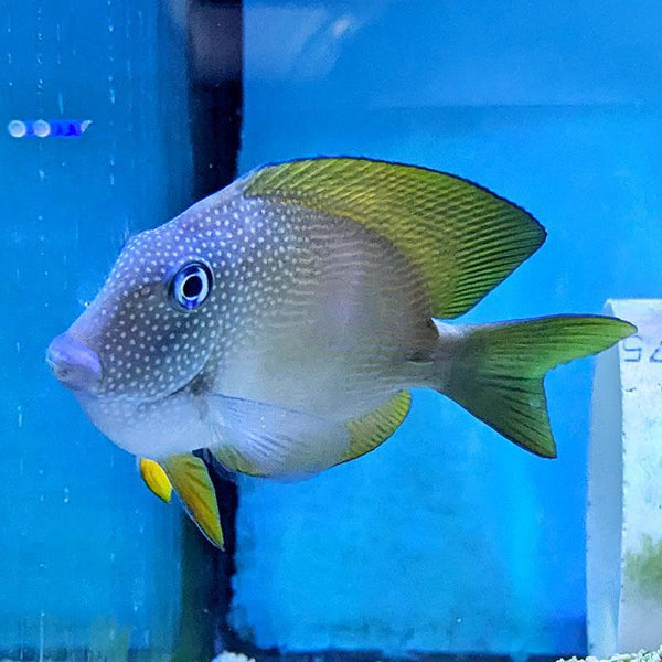Kole Tang Max Size