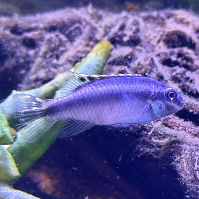 Kribensis Cichlid - Juvenile