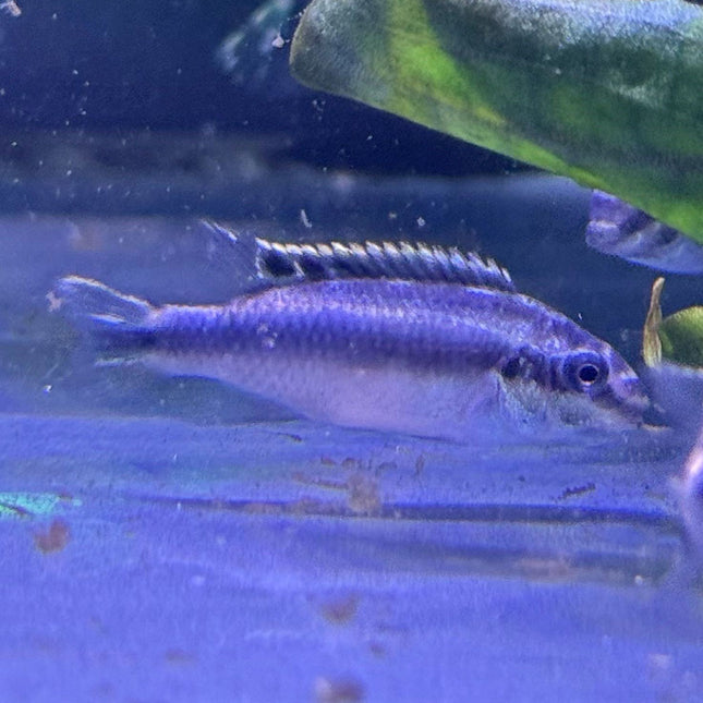 Kribensis Cichlid - Juvenile