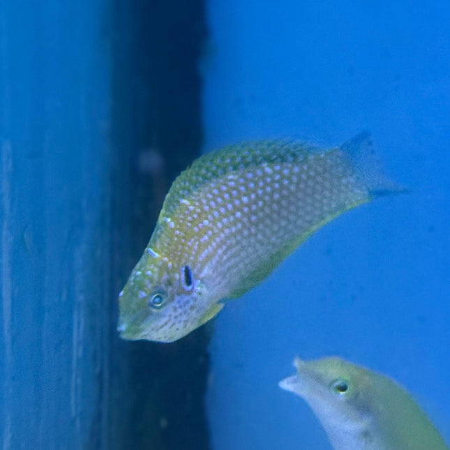 Kuiter's Leopard Wrasse