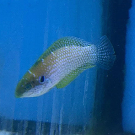 Kuiter's Leopard Wrasse 2