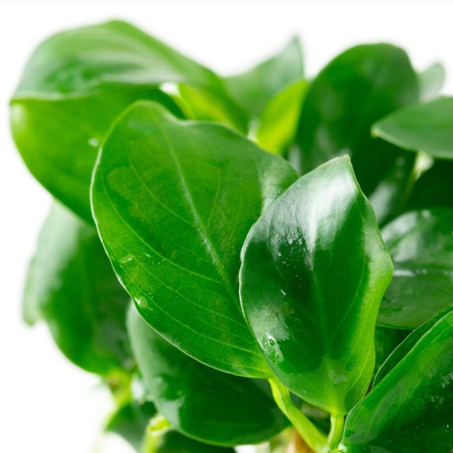 Leaf Structure of Tropica Anubias barteri nana 1-2-Grow! Aquarium Plant