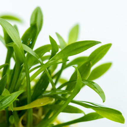 Leaf structure of Tropica Cryptocoryne parva 1-2-Grow! Aquarium Plant