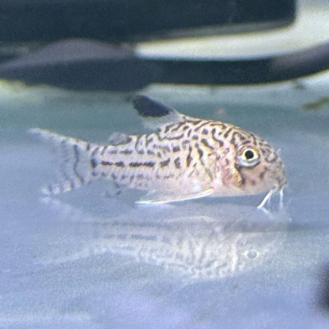 Leopard Corydora