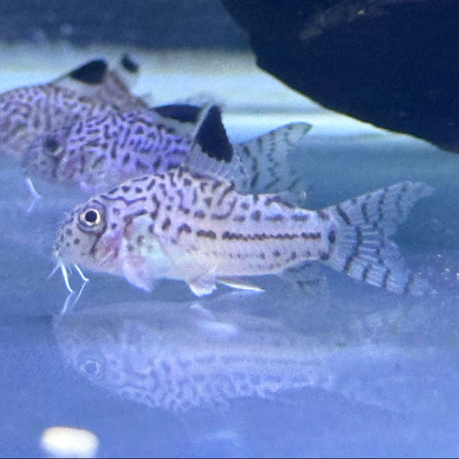 Leopard Corydora