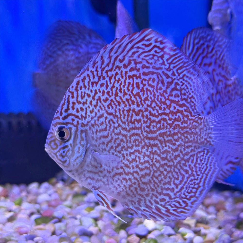 Leopard Discus