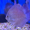 Leopard Discus