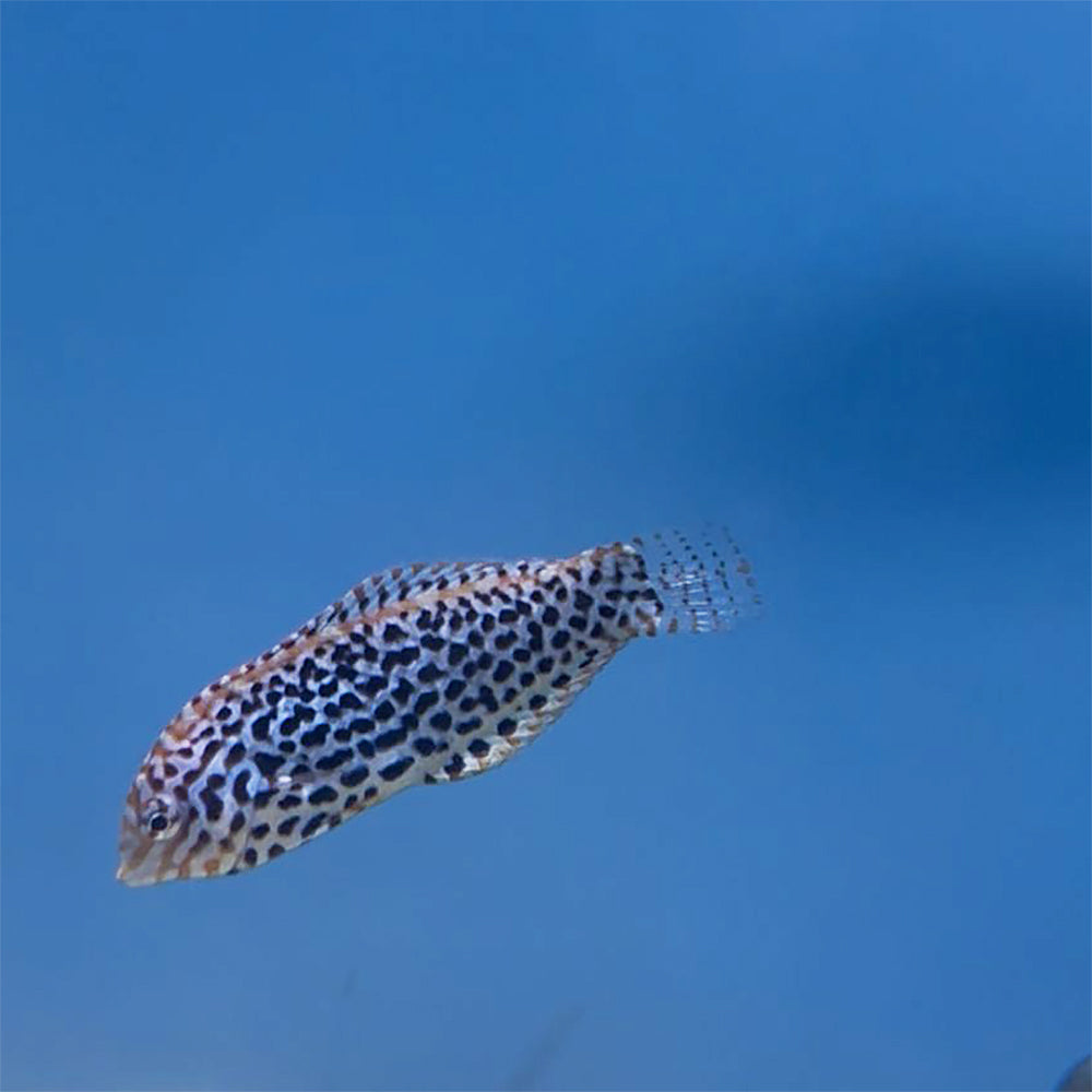 Leopard Wrasse (Asia Pacific)