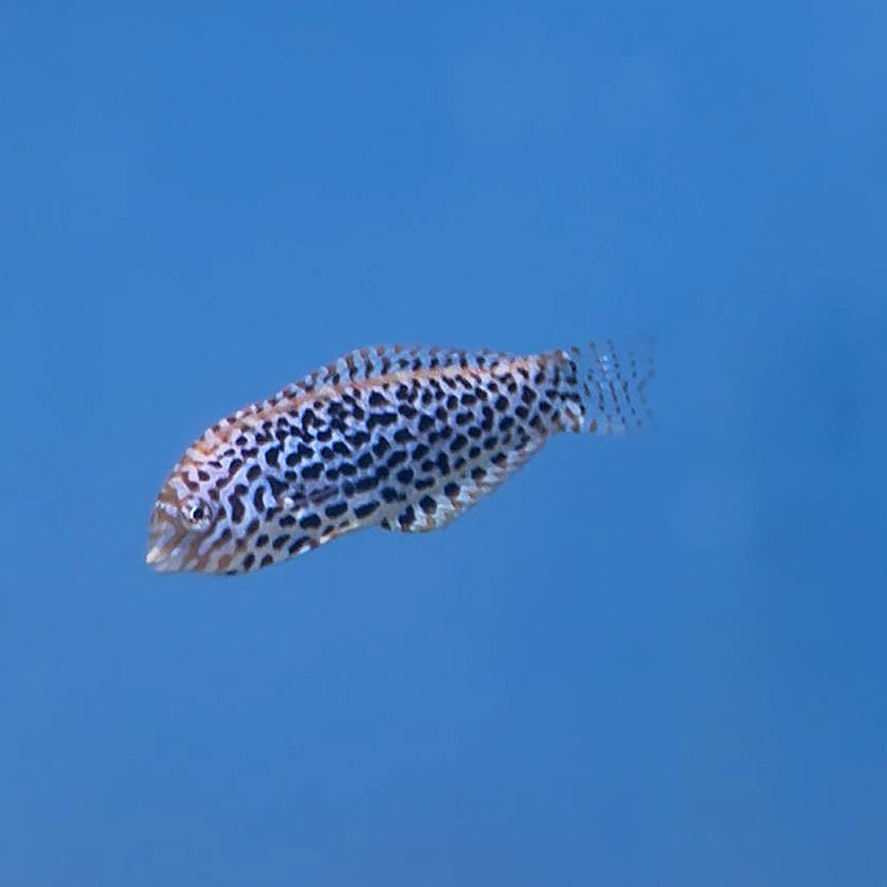 Leopard Wrasse (Asia Pacific)