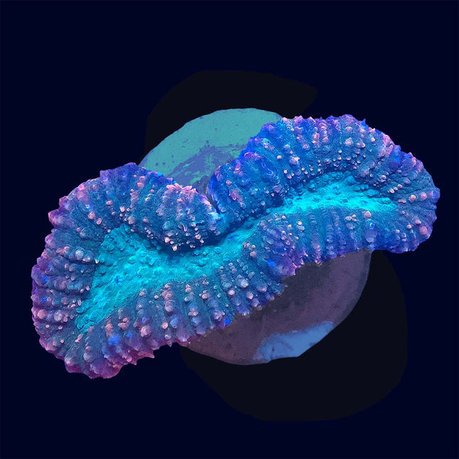 Lobophyllia - Green/Teal - A55