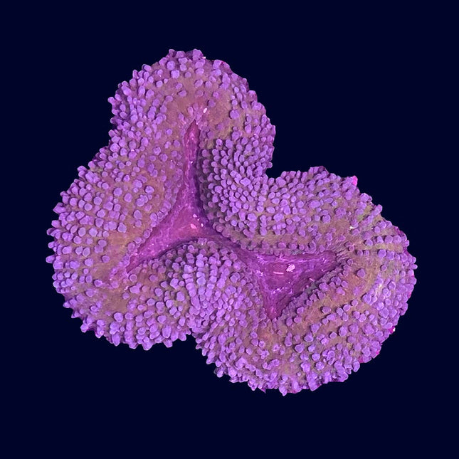Lobophyllia - Multicolor - B1