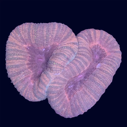 Lobophyllia - Multicolor - B43