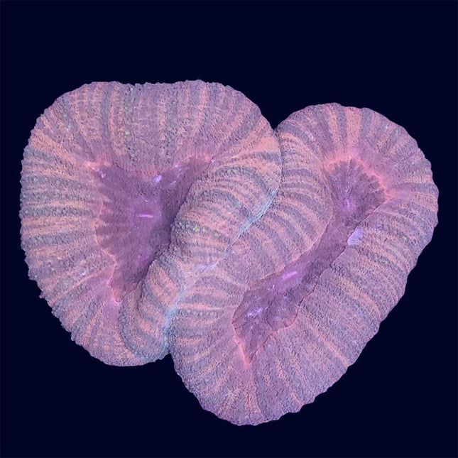 Lobophyllia - Multicolor - B43