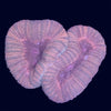 Lobophyllia - Multicolor - B43