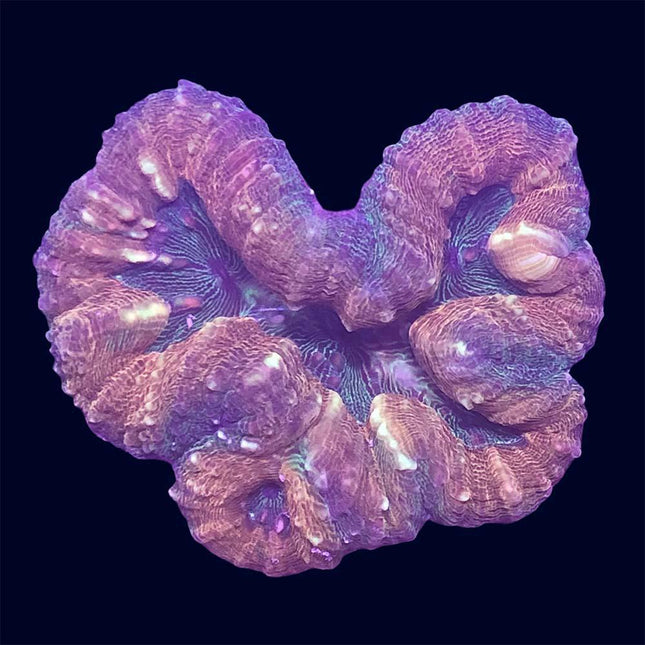 Lobophyllia - Orange/Green - A35
