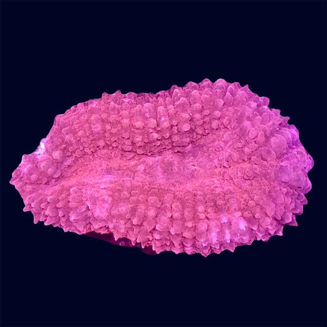 Lobophyllia - Pink - A54