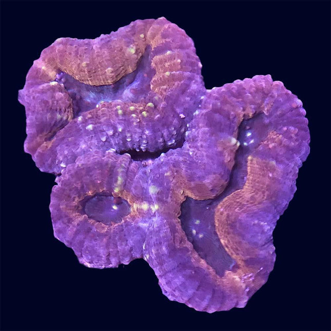 Lobophyllia - Purple/Orange - A37