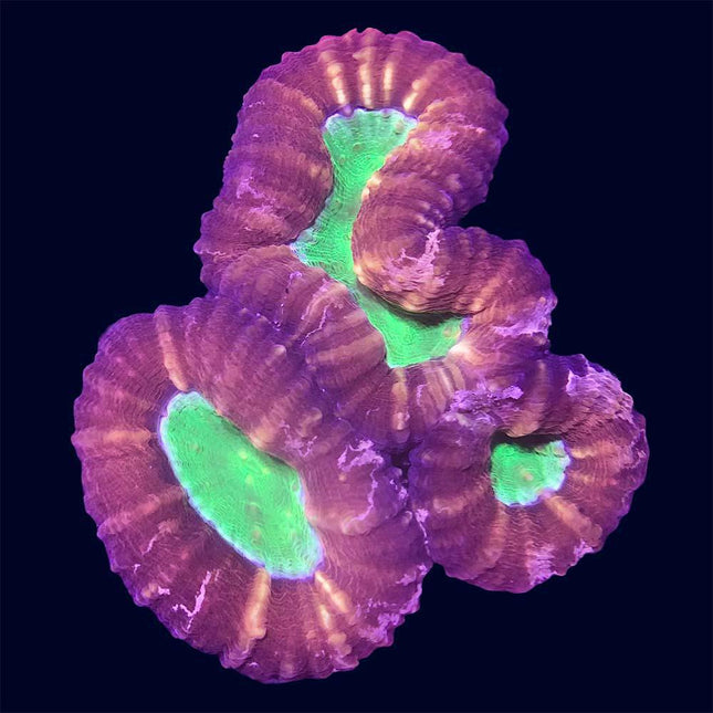 Lobophyllia - Red/Green - A34